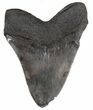 Grey, Serrated Megalodon Tooth - Georgia #55633-2